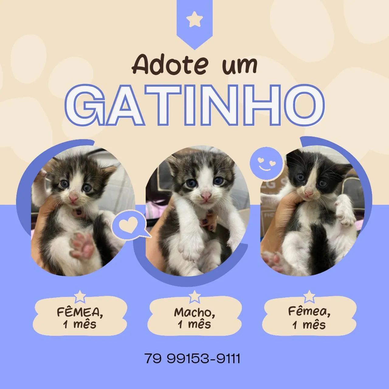 Gatinhos fofinhos para adoção!