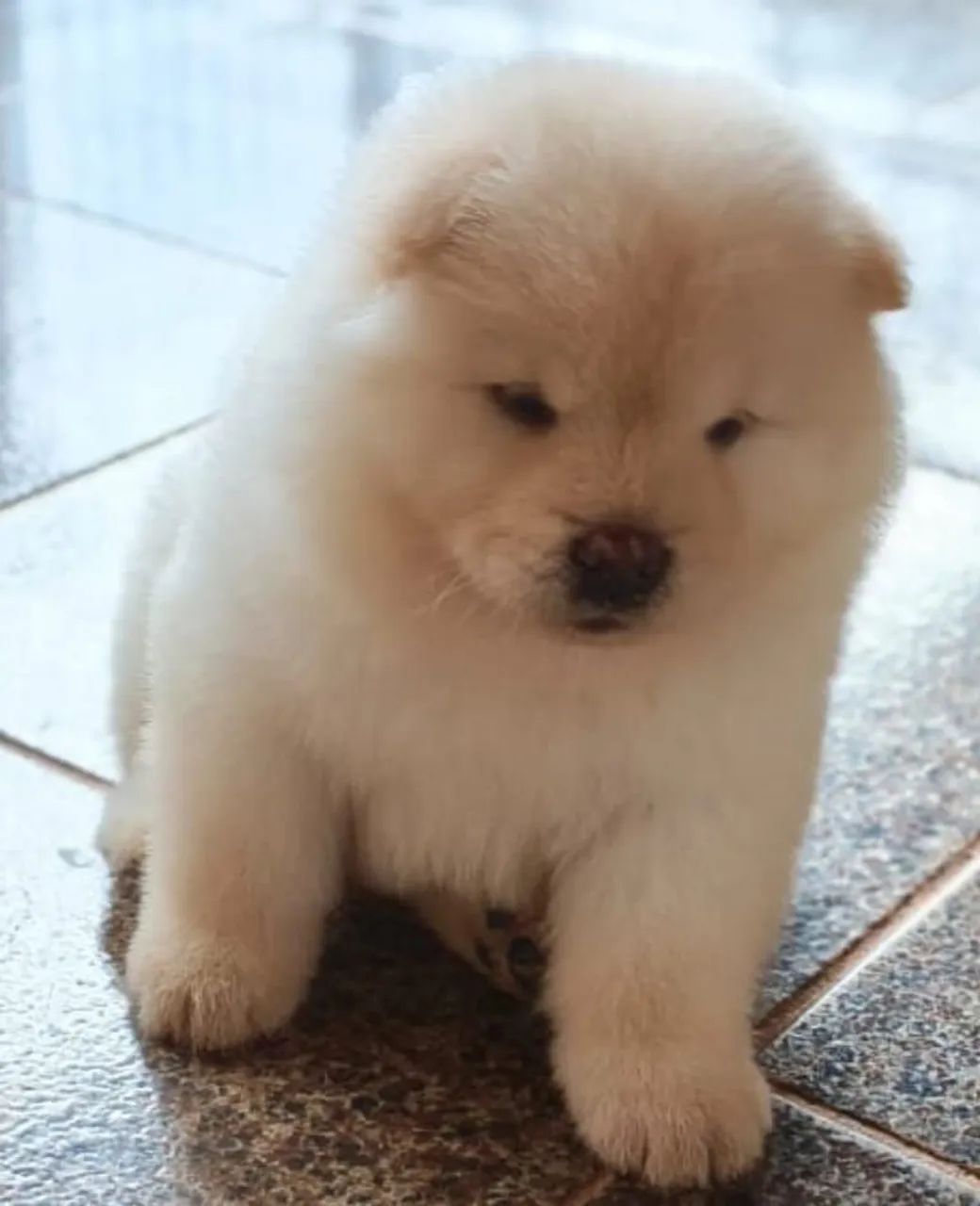 Filhote de Chow Chow  - Foto 3