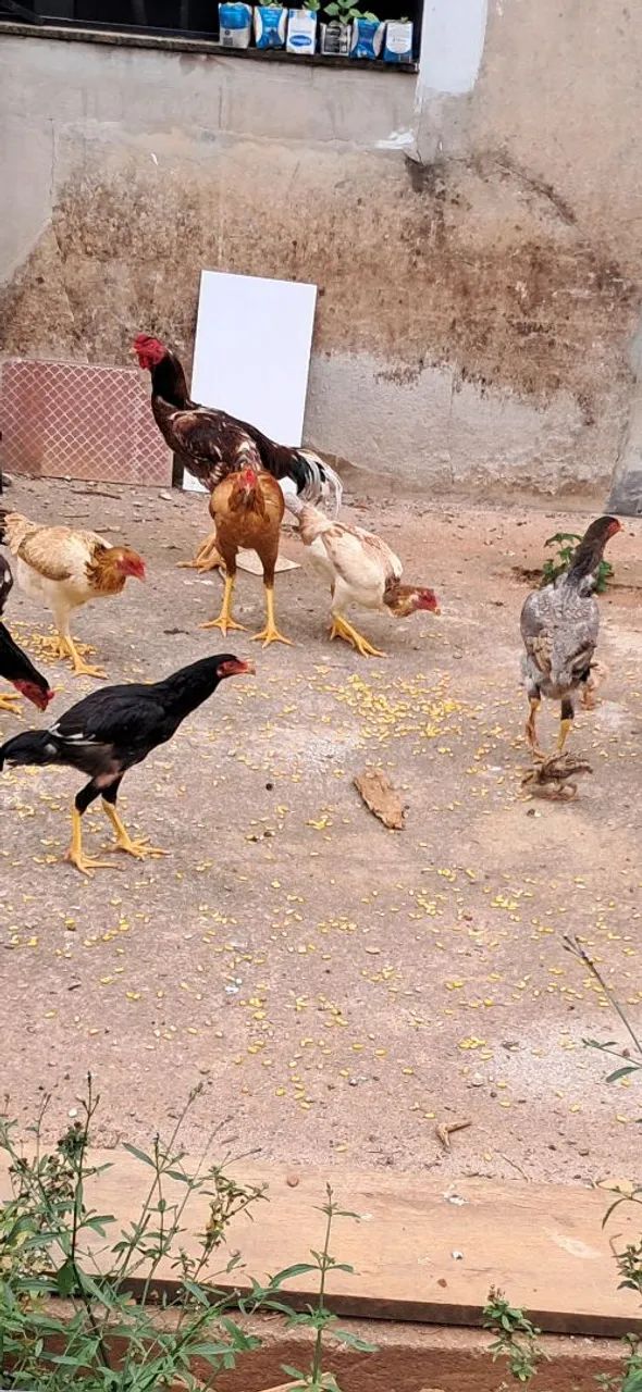 Galinhas caipira 
