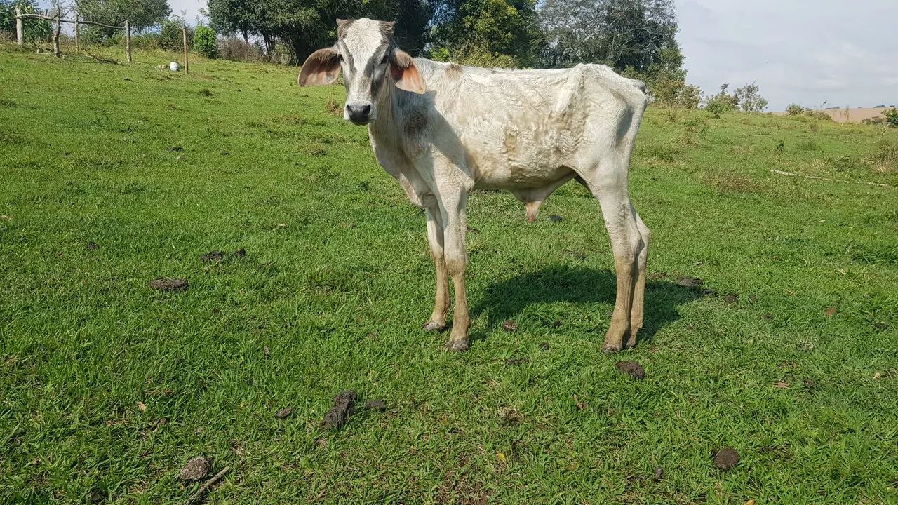 Bezerro mestiço 
