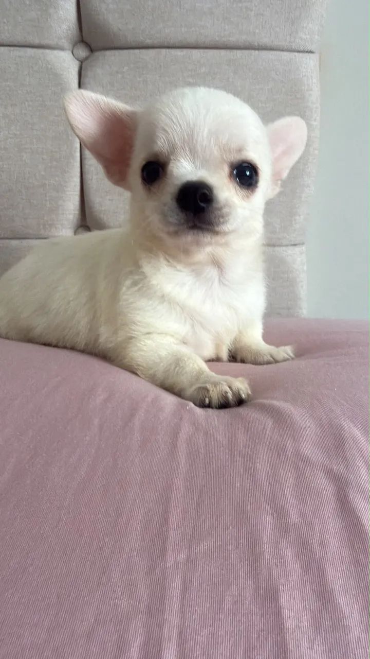 Chiuaua  - Foto 4