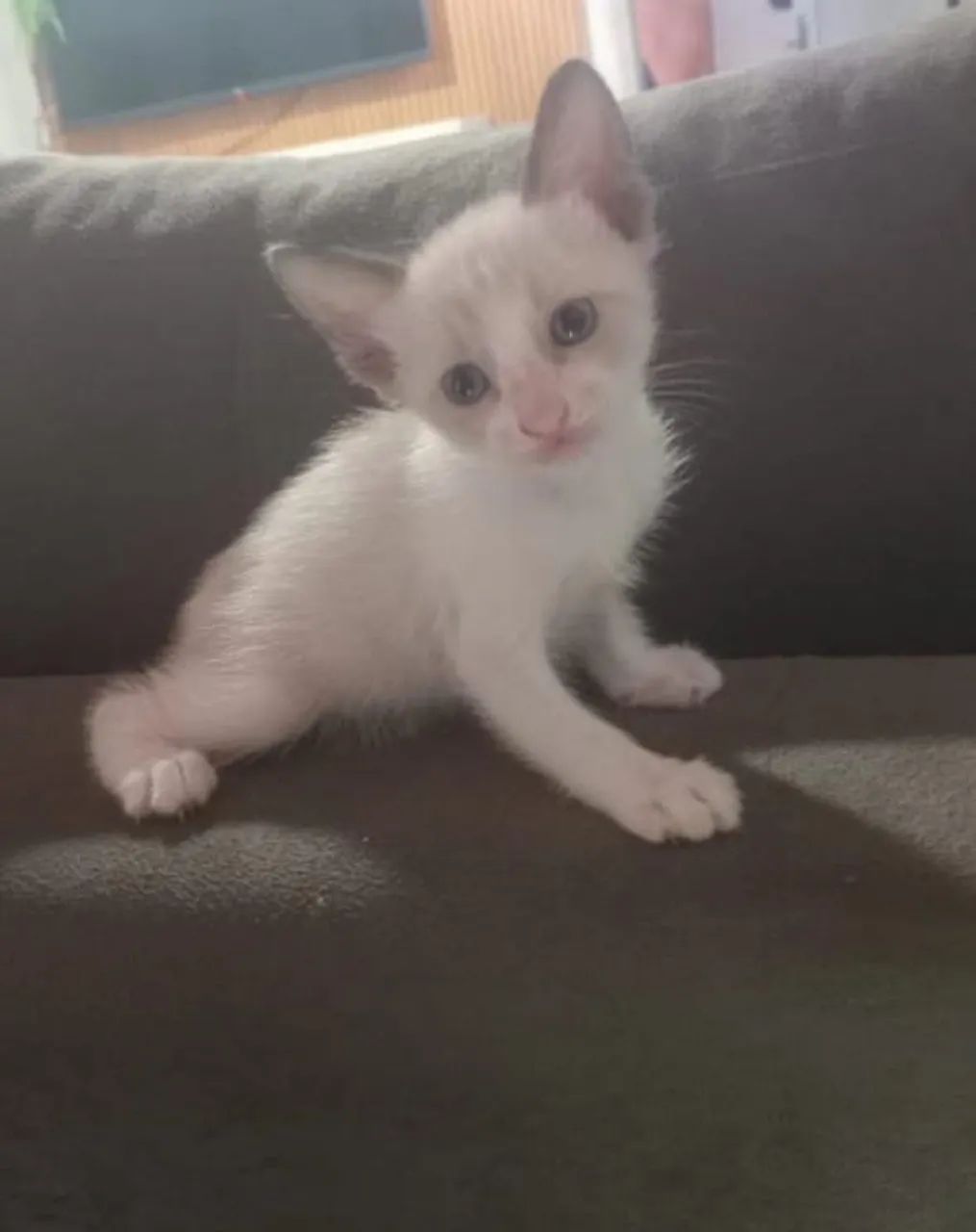 Gatos para doação 