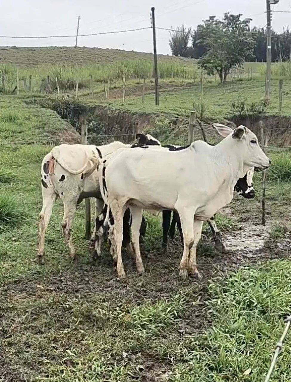 2 Novilhas e 3 garrotes anelorado  - Foto 2