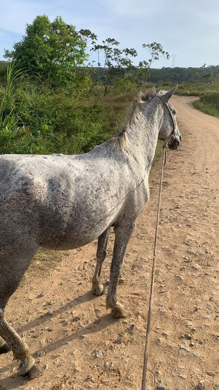 Uma égua de passada vai completa com sela e tudo - Foto 3