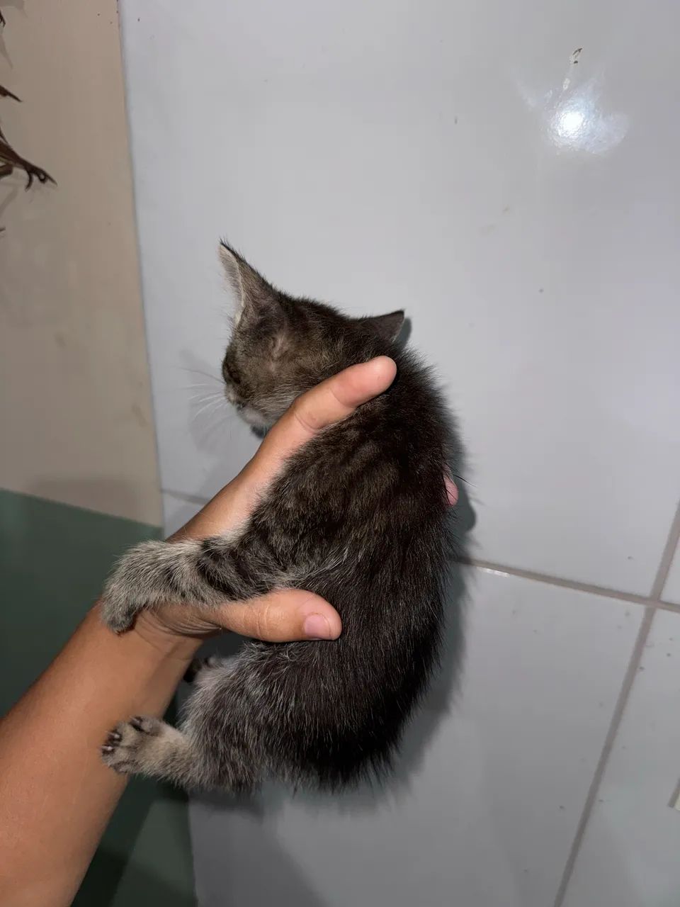 Doação de gatas fêmeas  - Foto 3