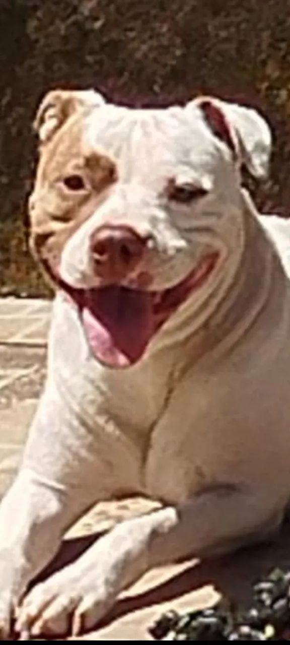 Pitbull  - Foto 2