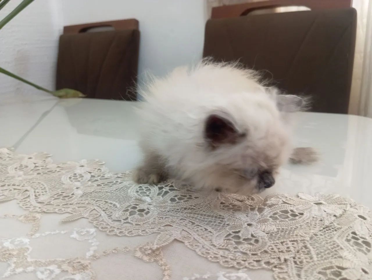 Gato persa  - Foto 3