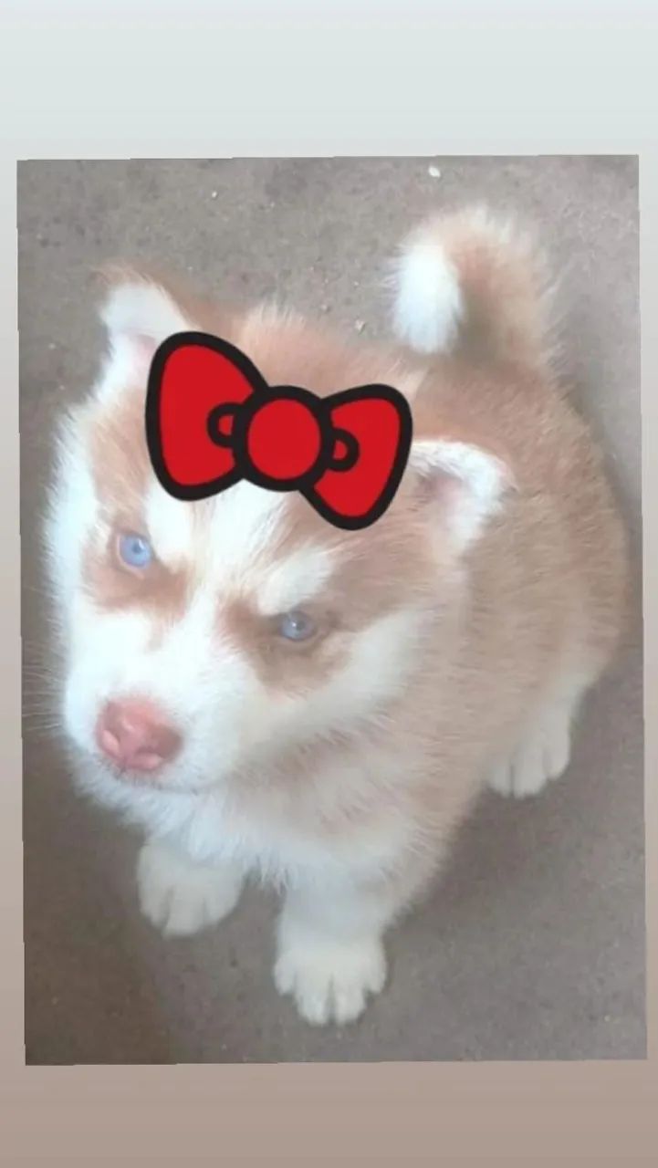 Hasky siberiano  - Foto 2