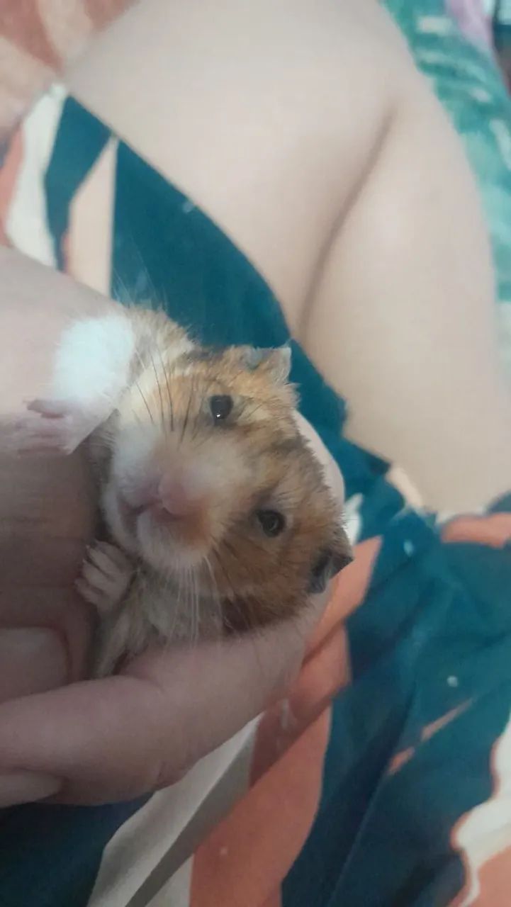 Hamster sírio 