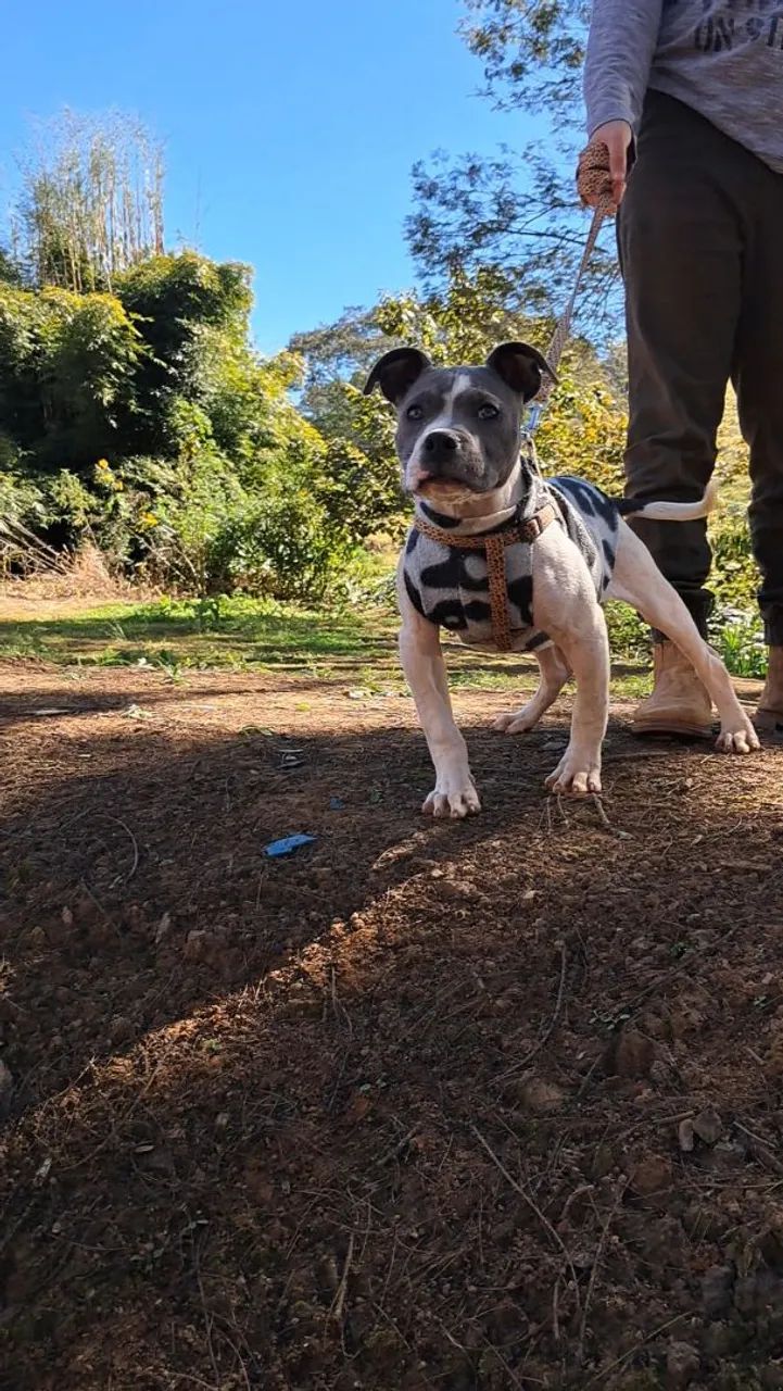 American bully  - Foto 3