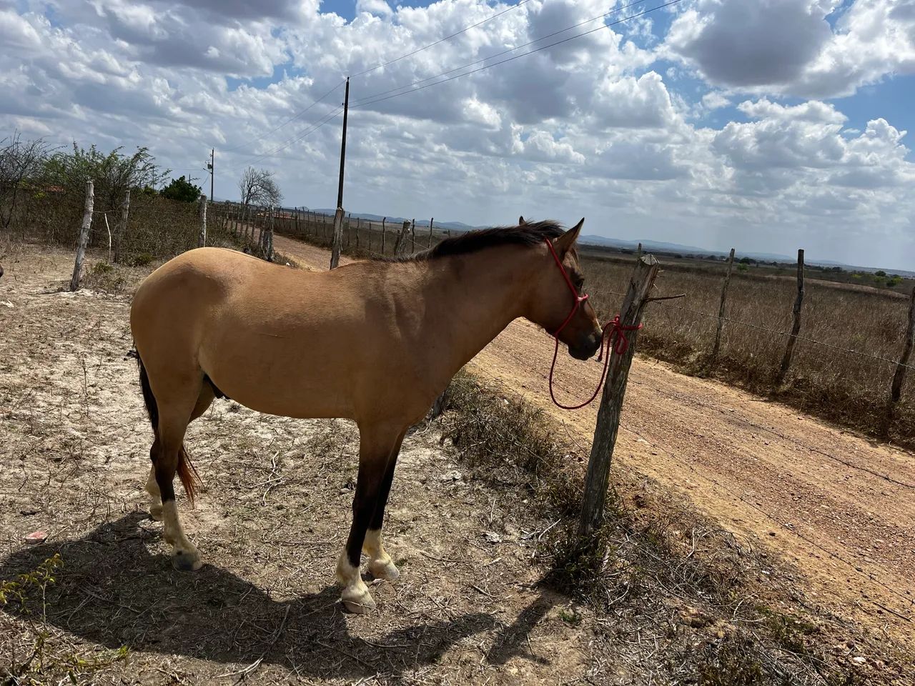 Cavalo - Foto 4