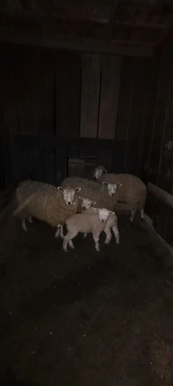 Ovelhas 