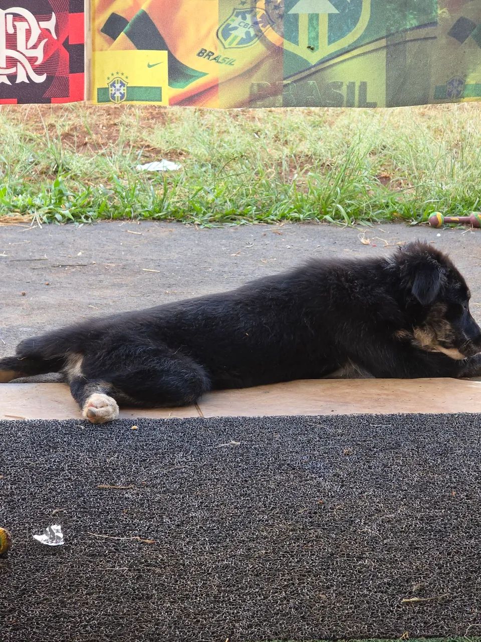 Border collie  - Foto 3