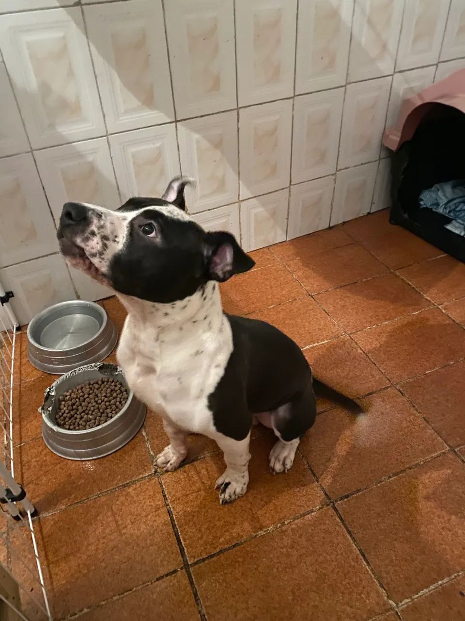 Doação american bully 7 meses  - Foto 2