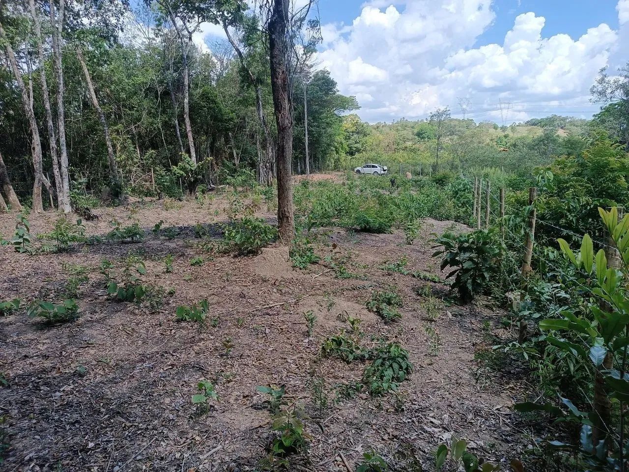 Foto - Manaus - Cidade de Deus