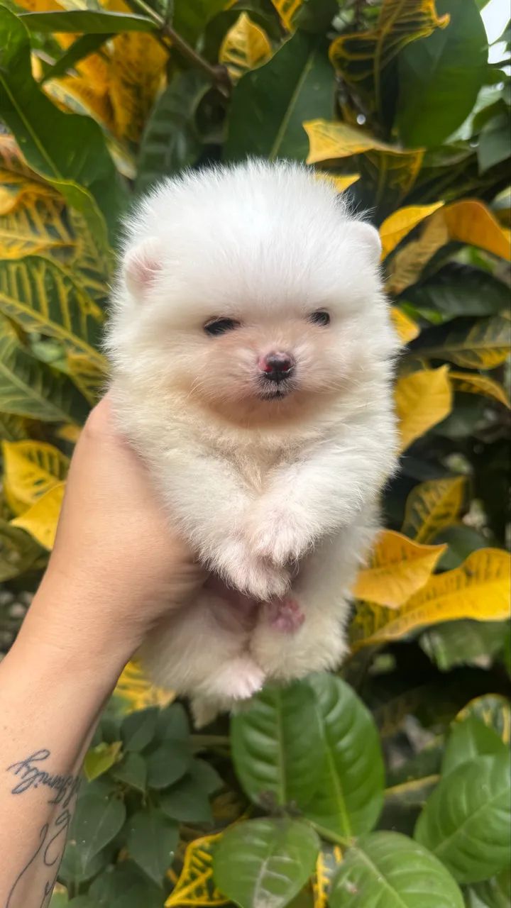 Spitz Alemão Anão - Foto 2