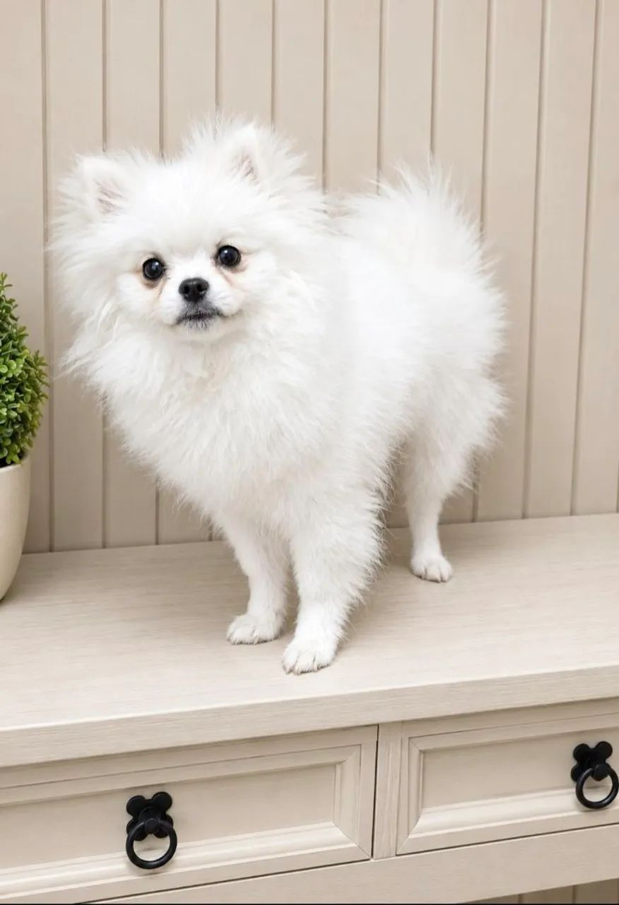 SPITZ ALEMÃO MACHO  - Foto 4