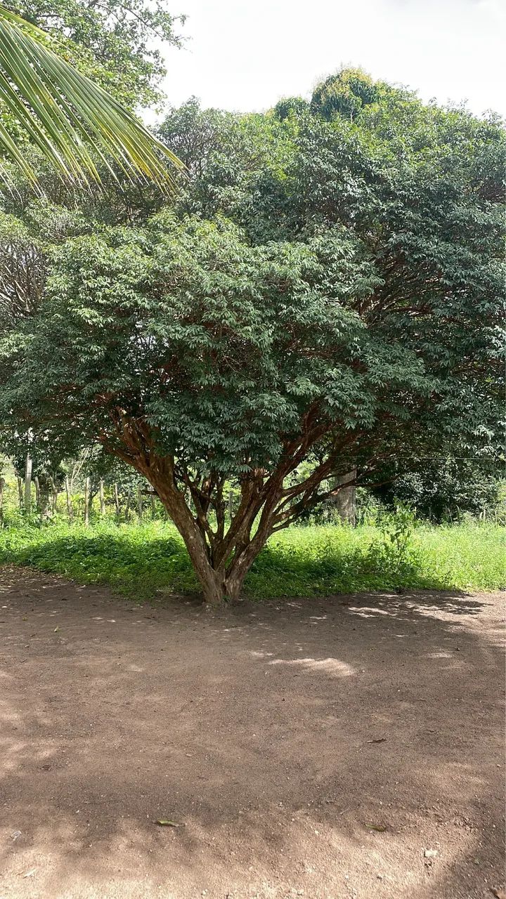 OPORTUNIDADE: Vendo Sitio escriturado perto de Bananeiras(10km) e Borborema (2k) - Foto 5