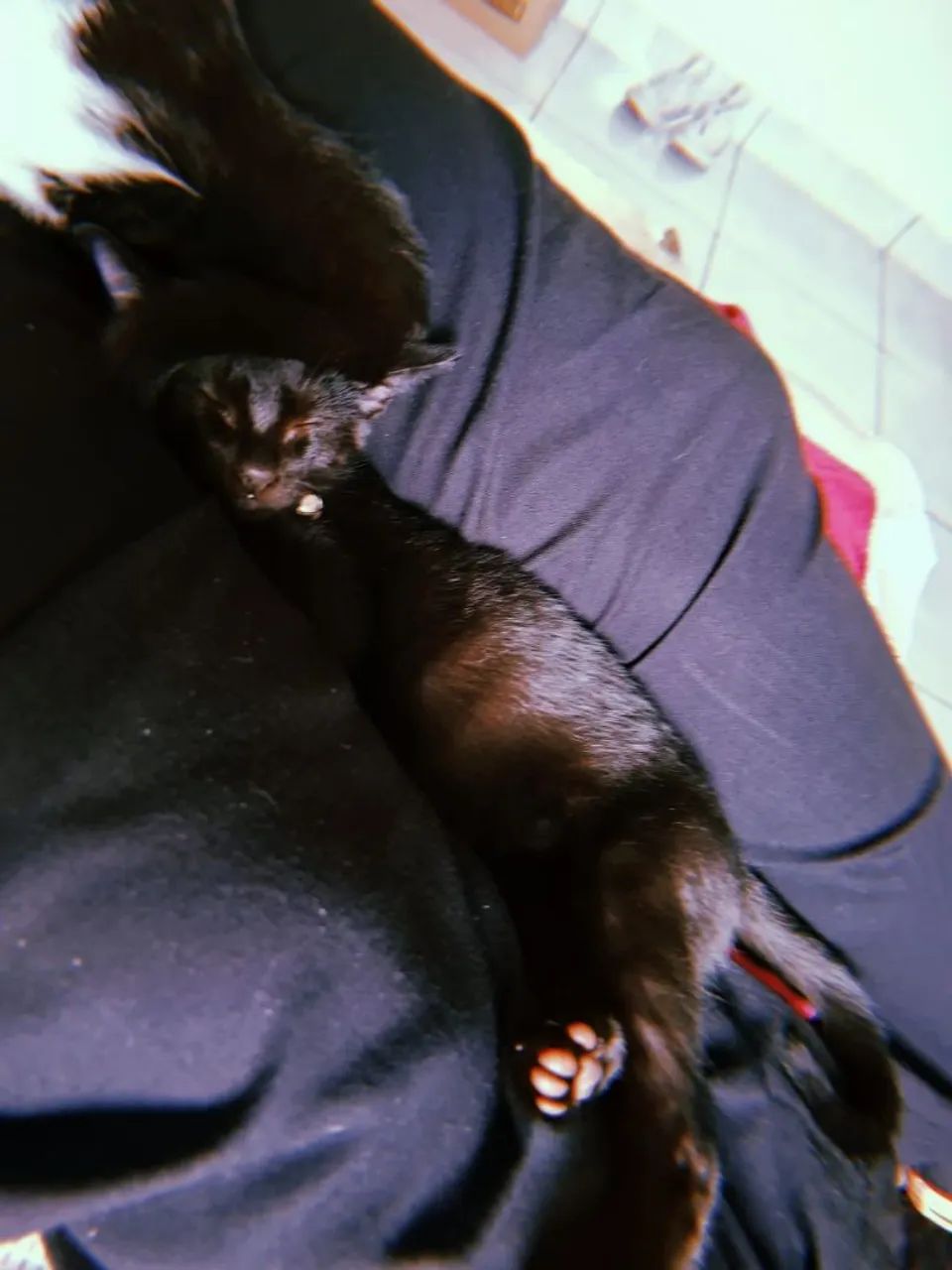 Doação responsável gatinho macho  - Foto 3