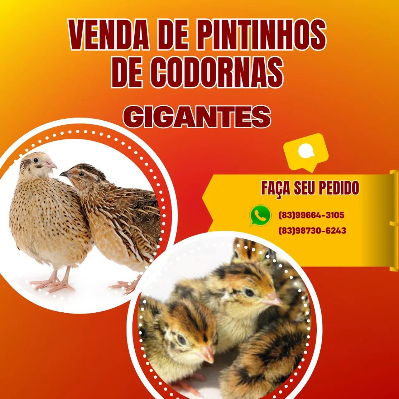 Venda de codonas em fase de crescimento 