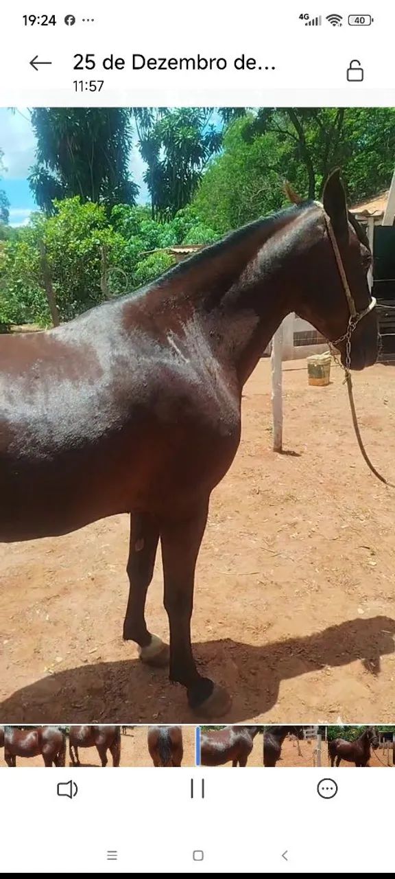Cavalo marcha batida pra pessoas exigentes  - Foto 6