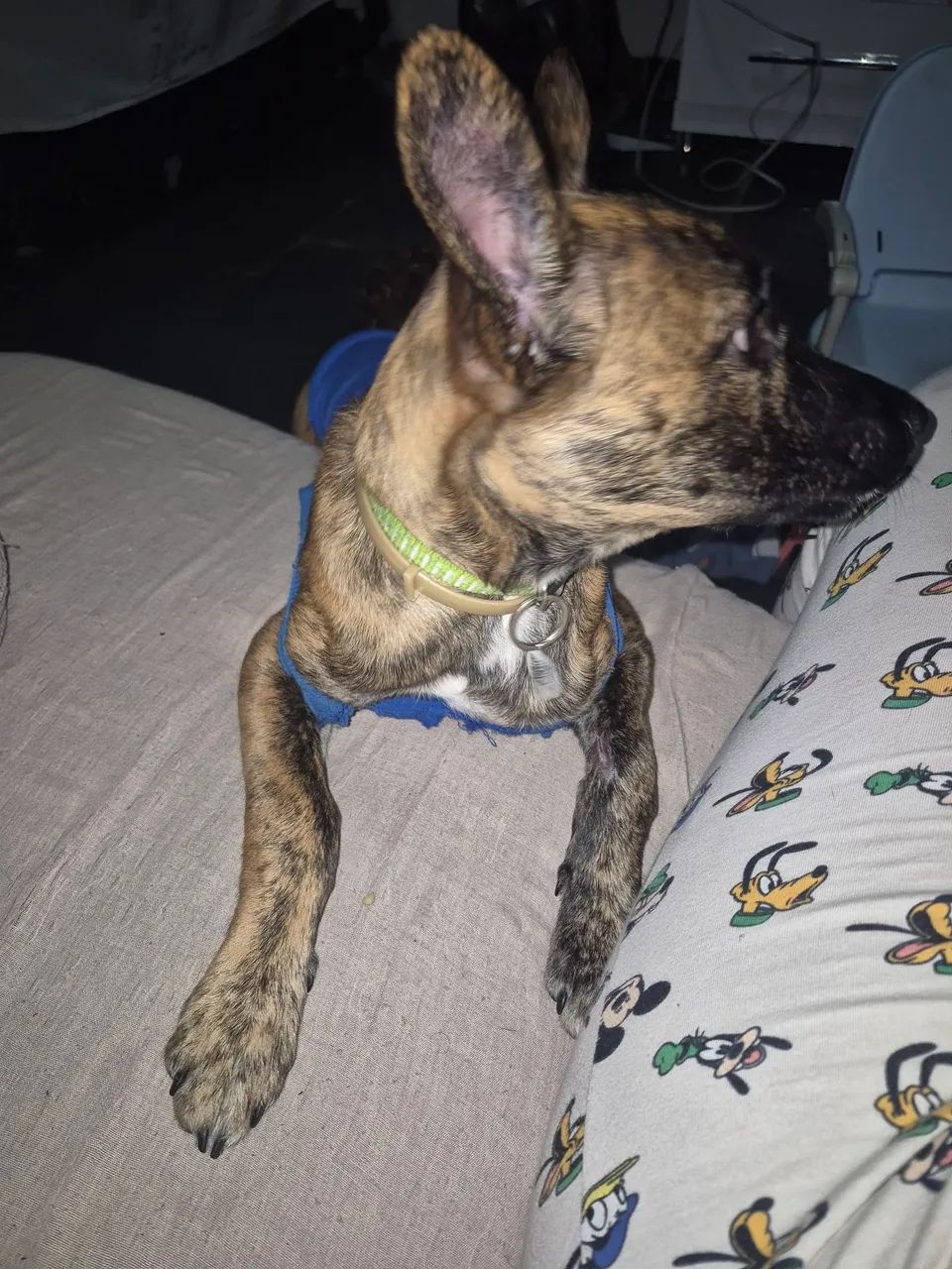 Doa se cachorro macho 5 meses - Foto 3