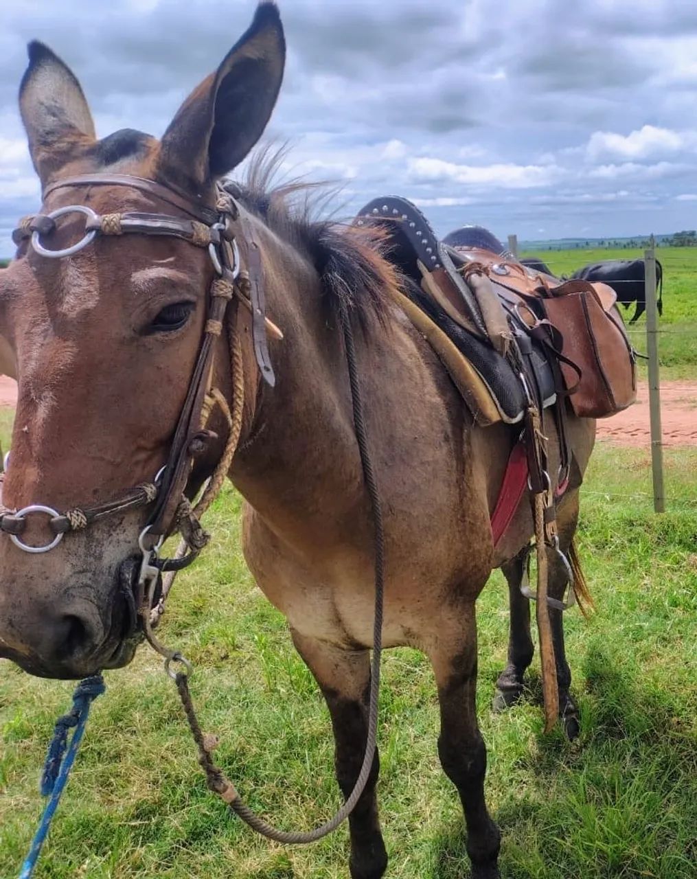 Burro - Foto 3