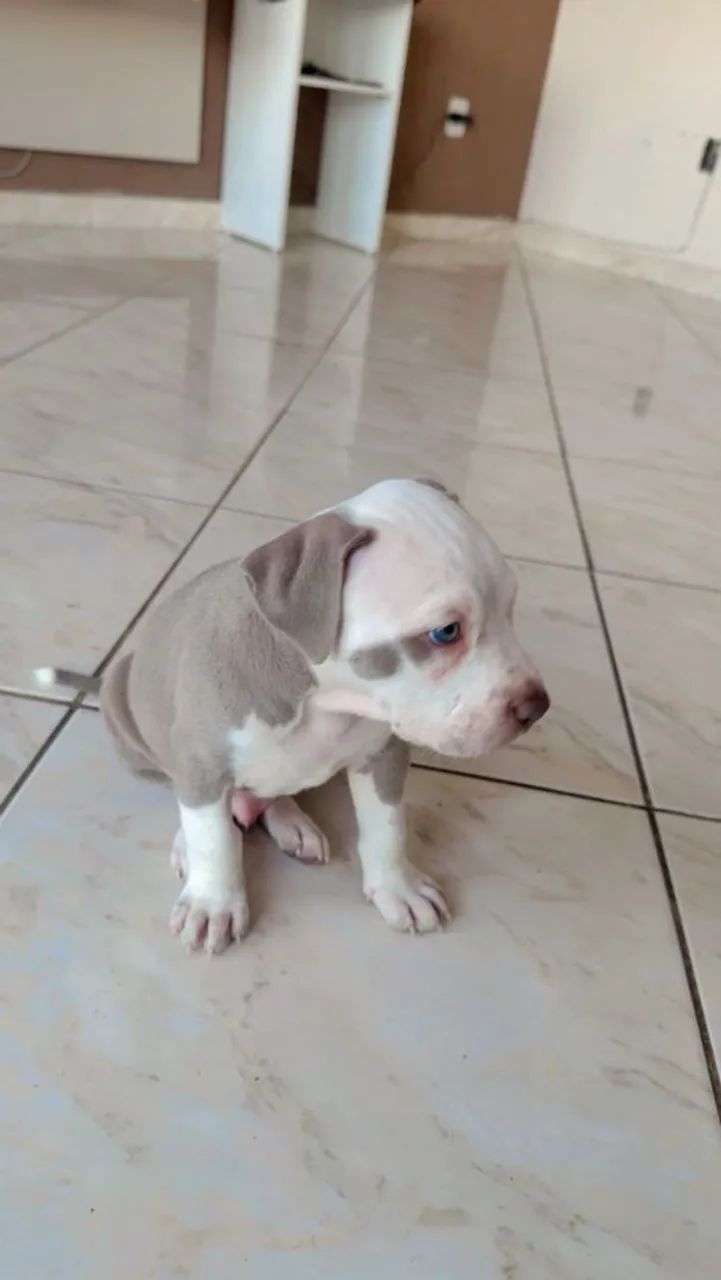 Vende-se Pittbull Macho  - Foto 4