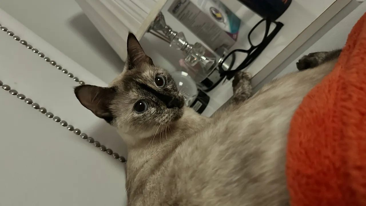 Gata  - Foto 4