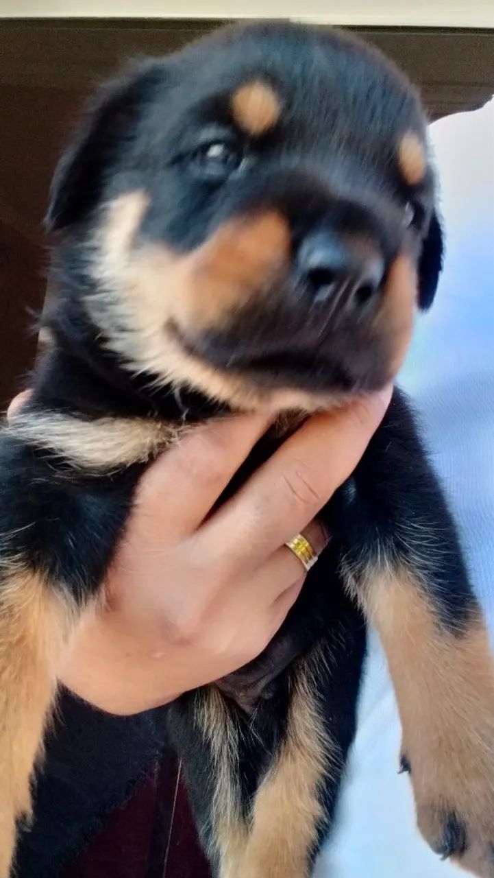 Rottweiler  - Foto 3