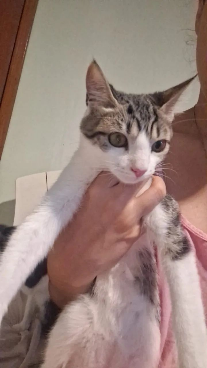 Gatinha filhote para adoção - Foto 3