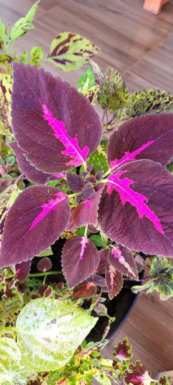 Mudas de coleus variados unidade valor para revendedores - Foto 4