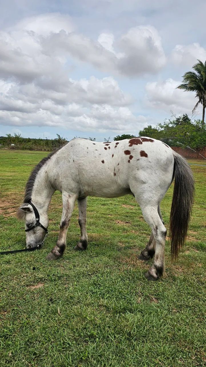 PÔNEY APPALOOSA À VENDA - PIPOCA - SÃO LUIS - SÃO JOSÉ DE RIBAMAR - MA