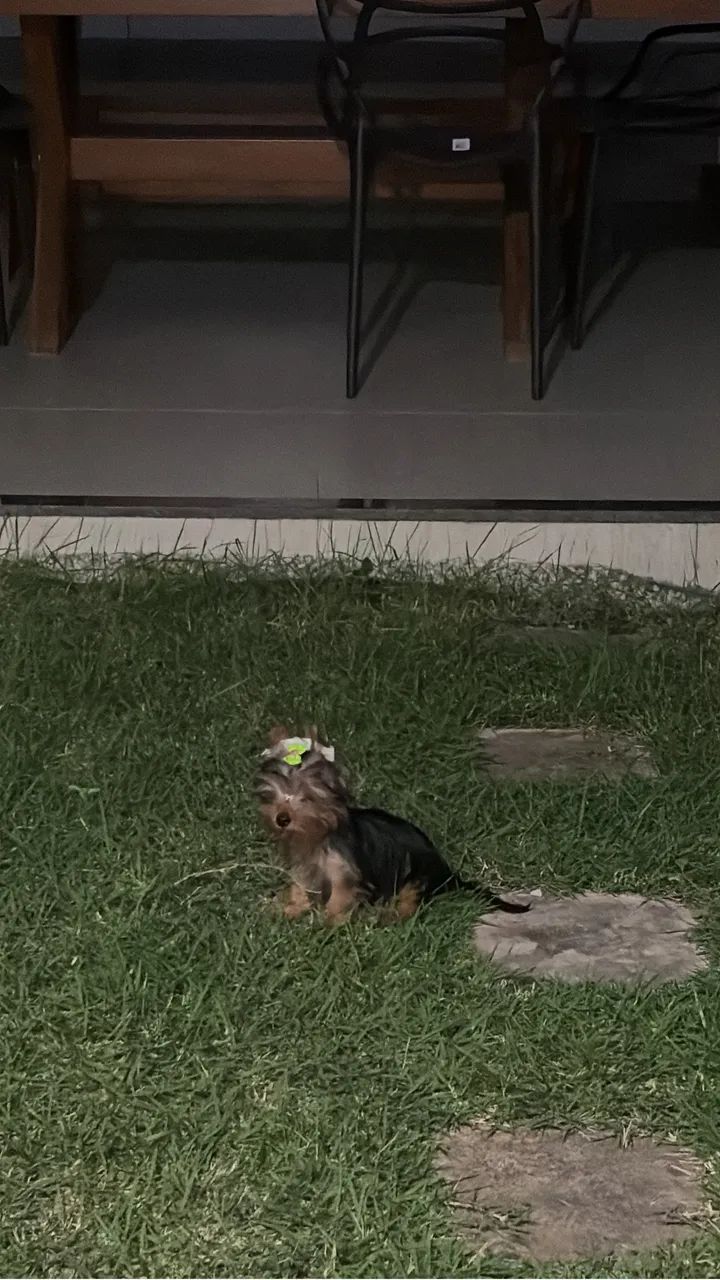 Cachorra  - Foto 2