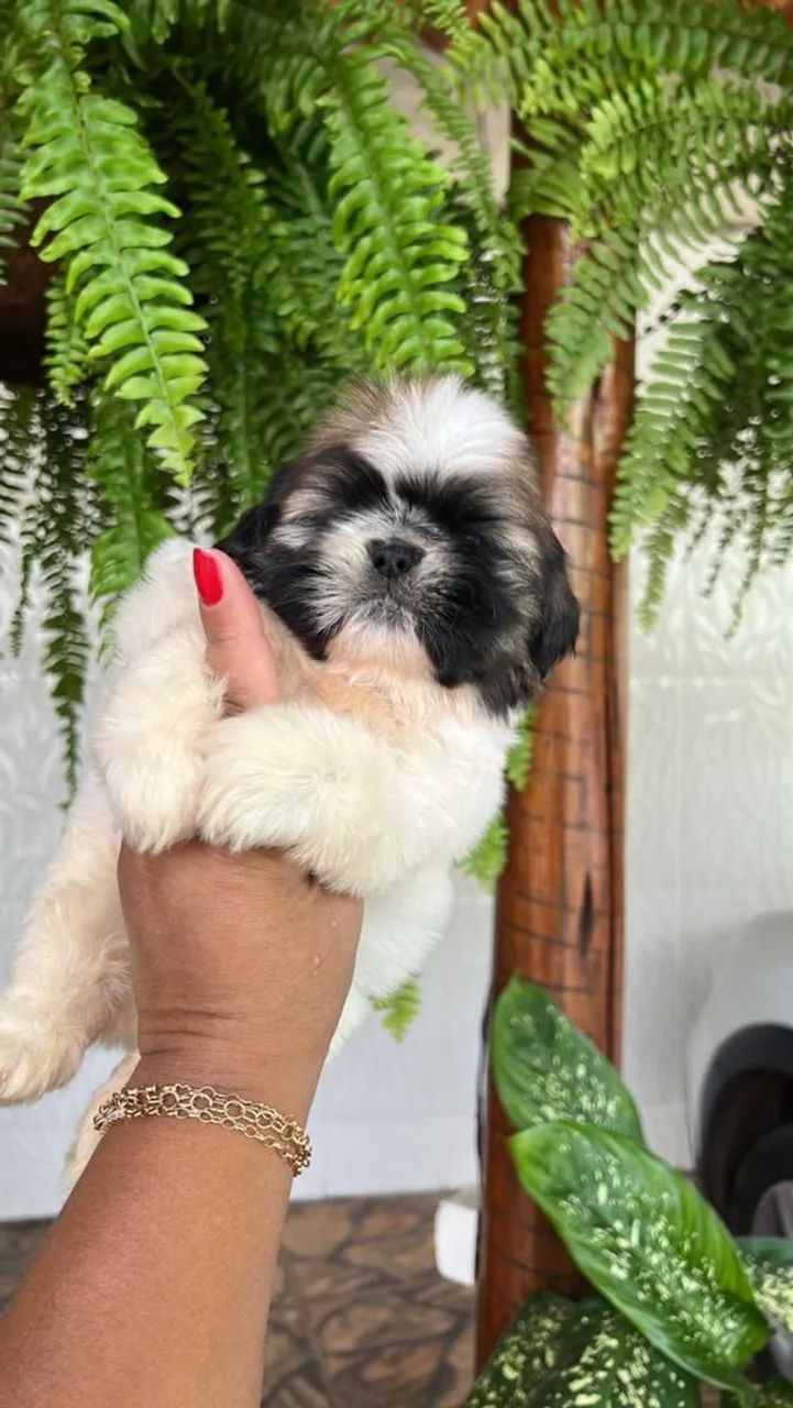 Shih Tzu Mini 