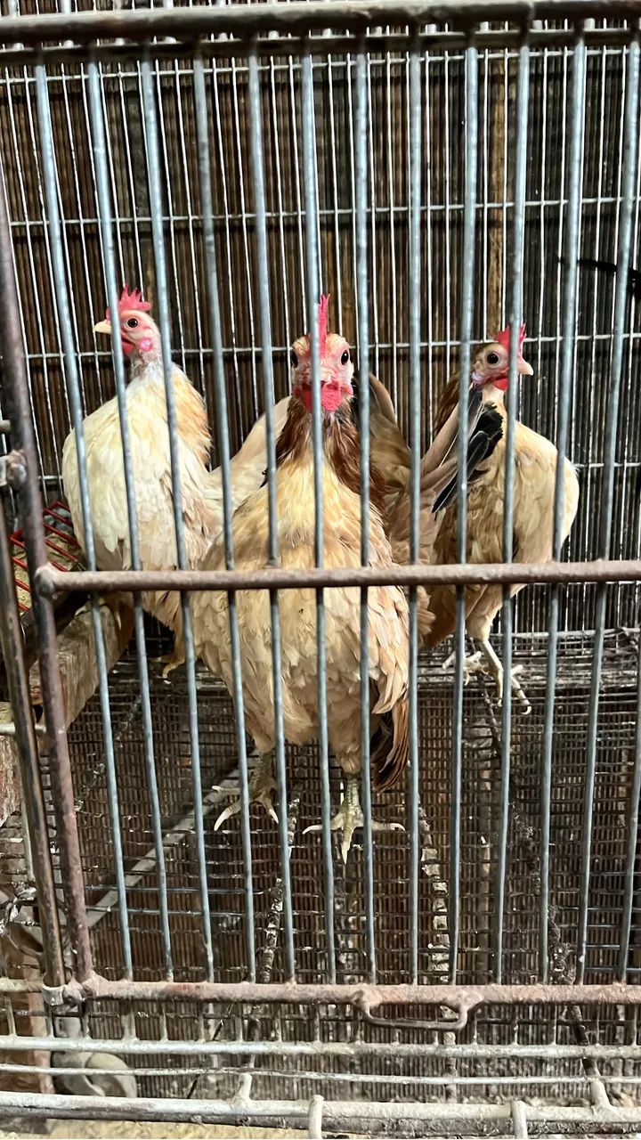 Minigalinhas de serama  - Foto 2