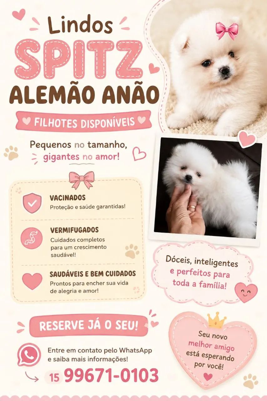 Spitz Alemão 
