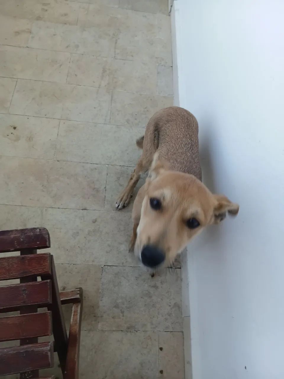 Doa-se um cão  - Foto 2