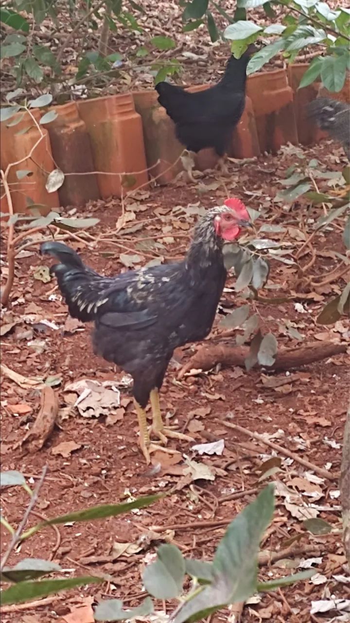 FRANGO PARA GALO - Foto 5