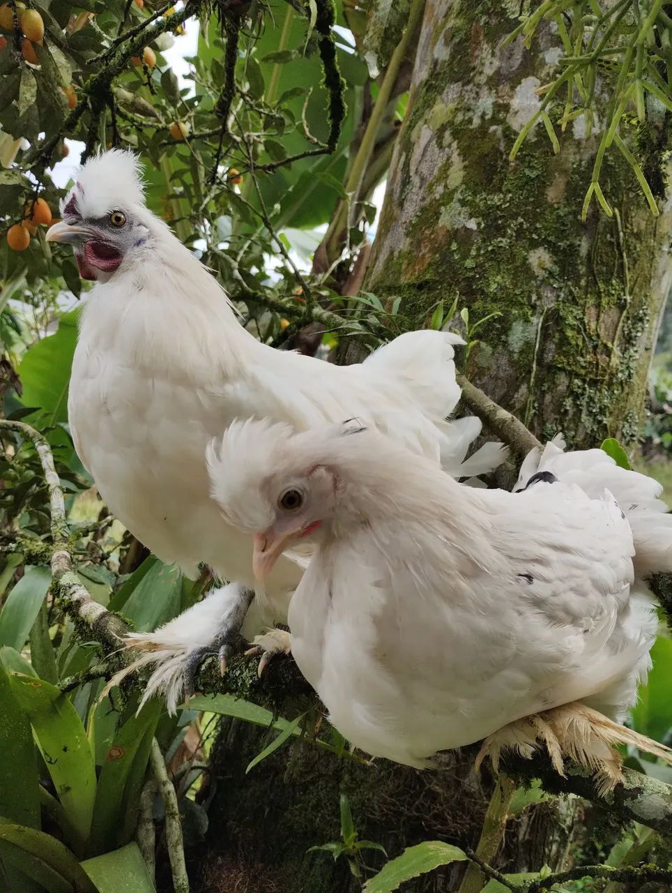 Galinha e galo  - Foto 2