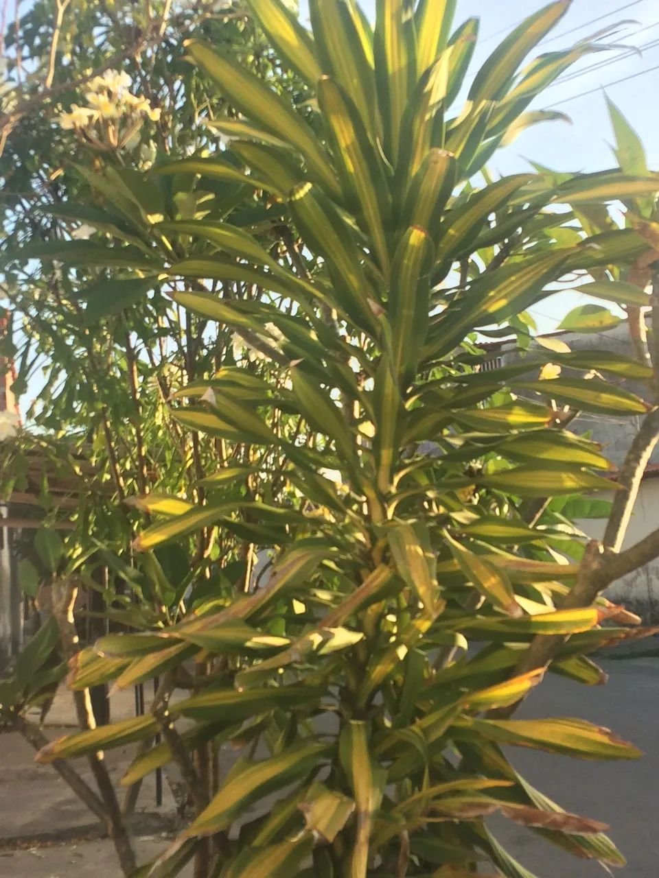 iphone 5s - Foto 3