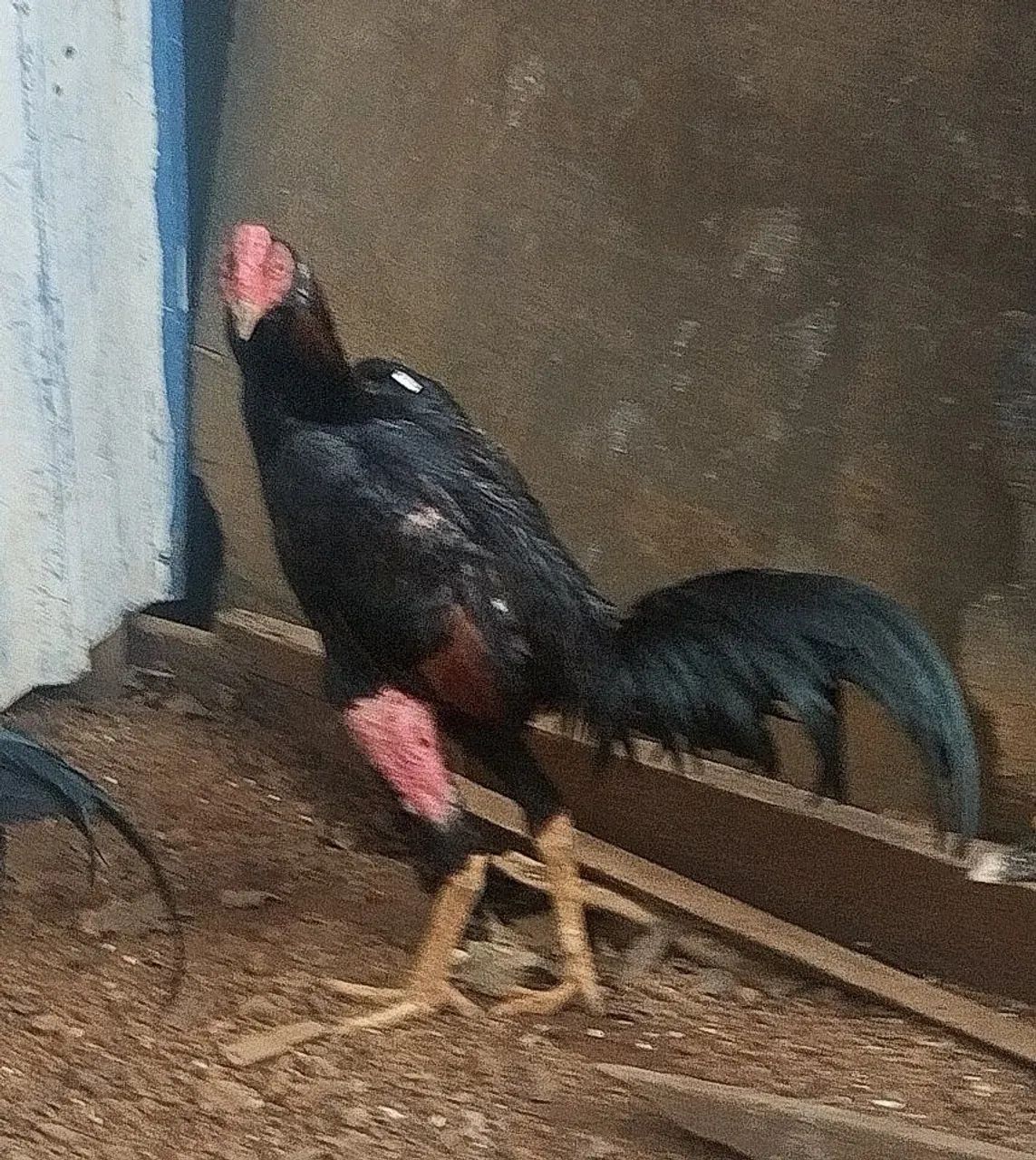 Frango top - Foto 2