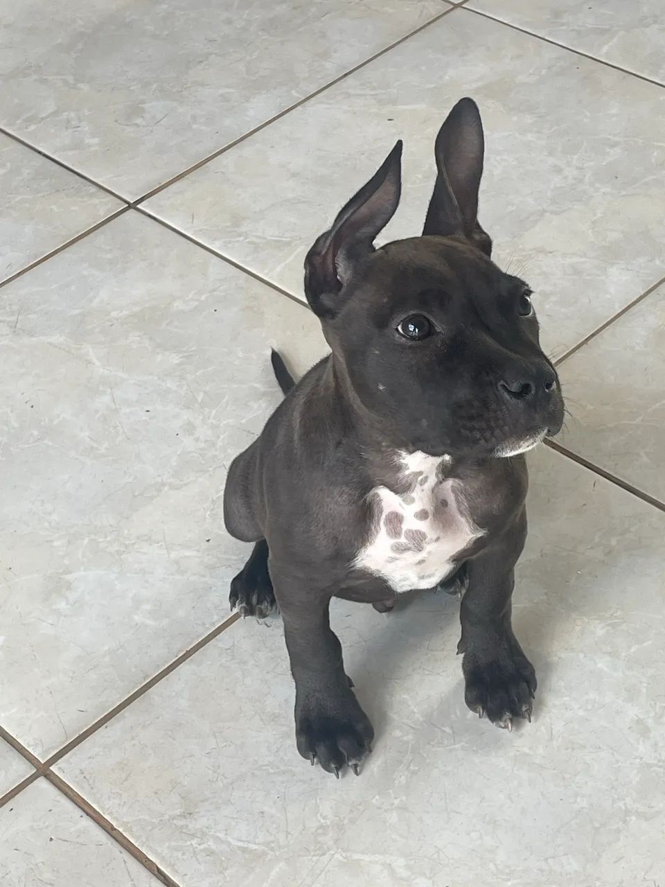 Estou doando esse pitbull mestiço 