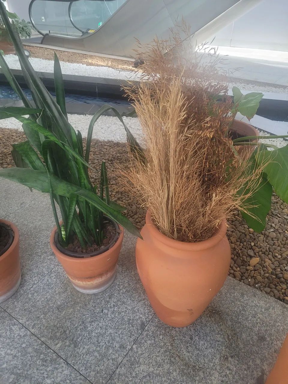 Vasos de plantas - Foto 3