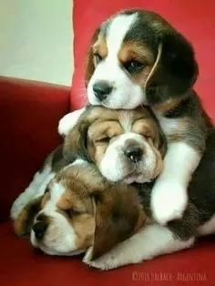 Beagle alegre e carinhoso 