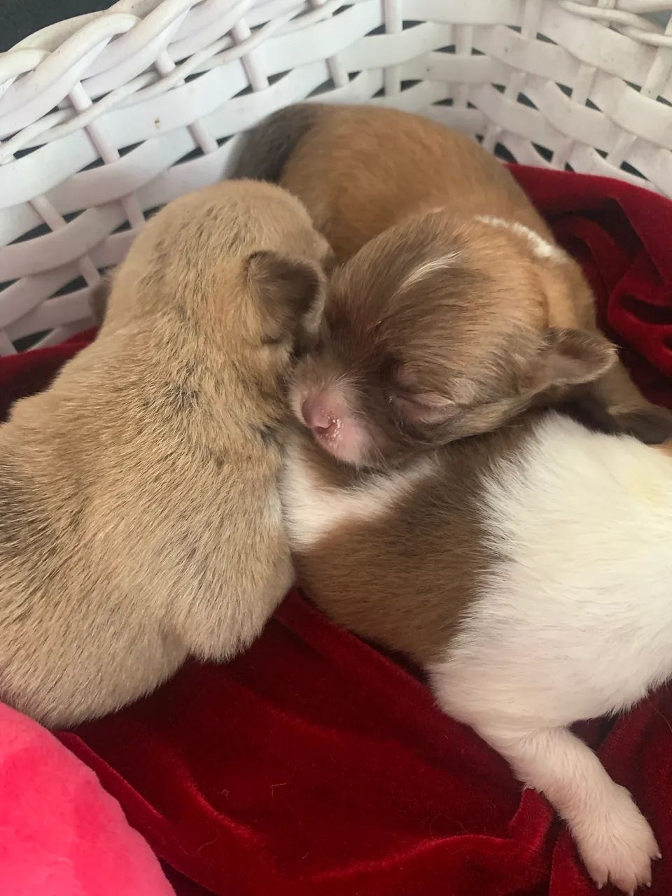 Chihuahua  - Foto 4