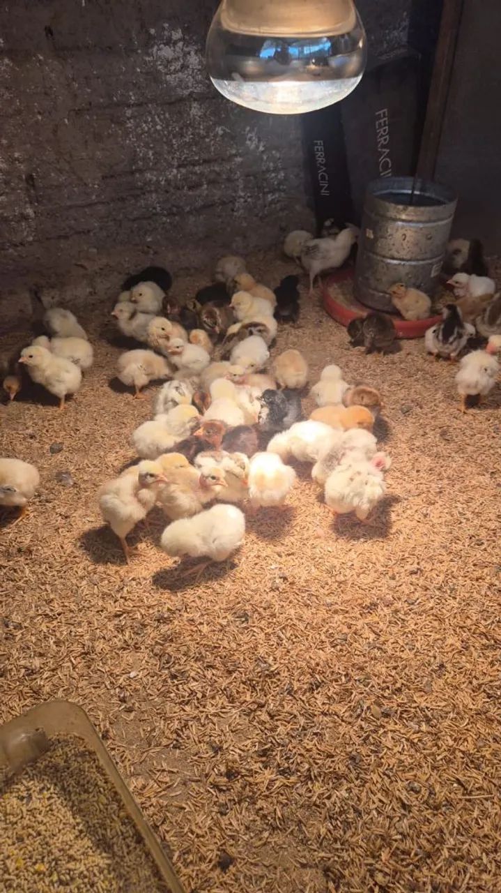 VENDE-SE PINTOS CAIPIRA 