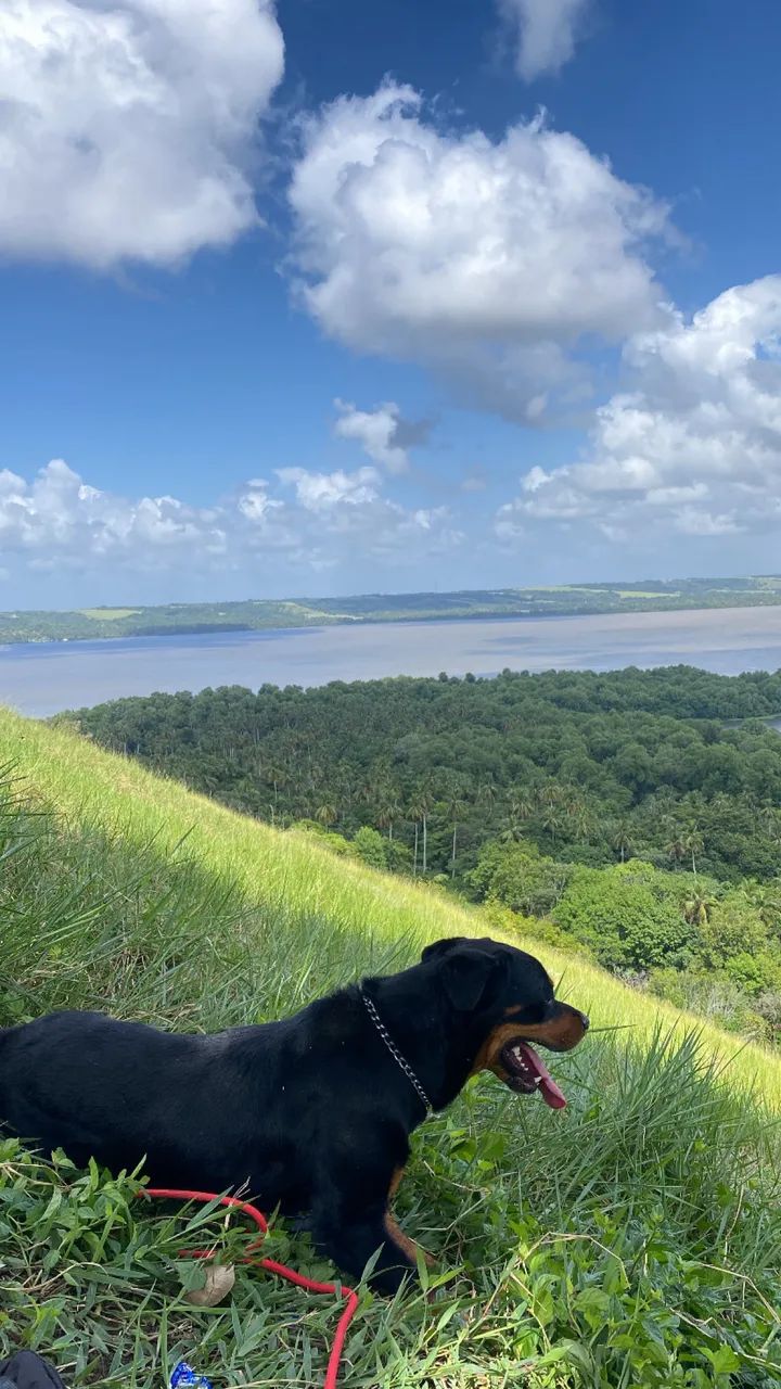 Rottweiler puro  - Foto 3