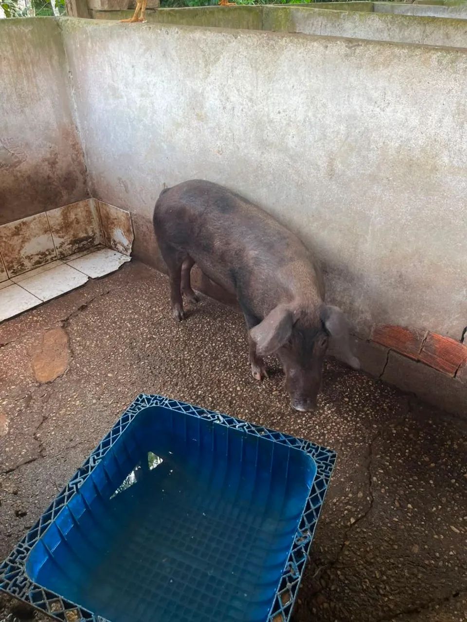 Porco capado. - Foto 3