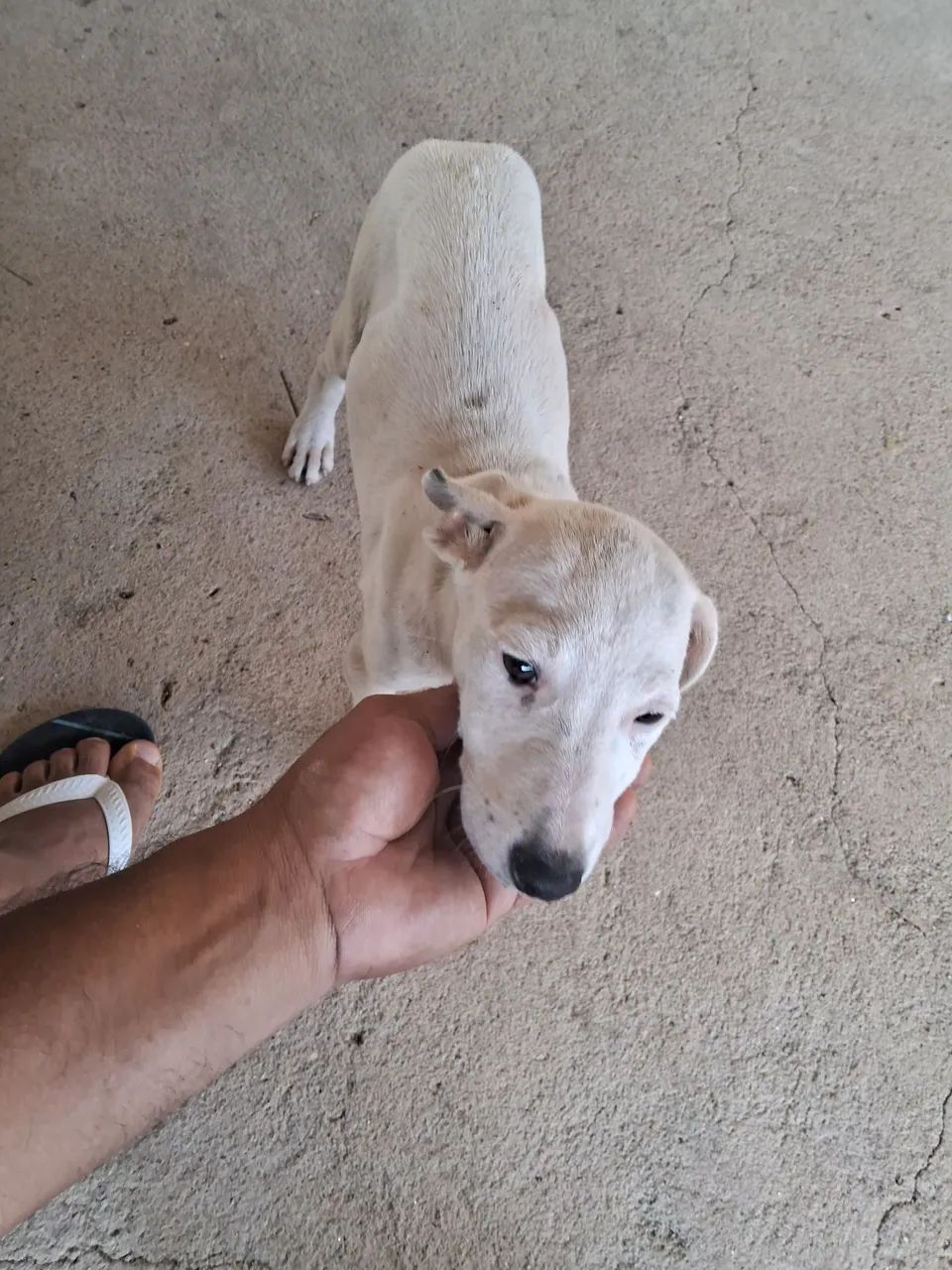 Doação de cachorro